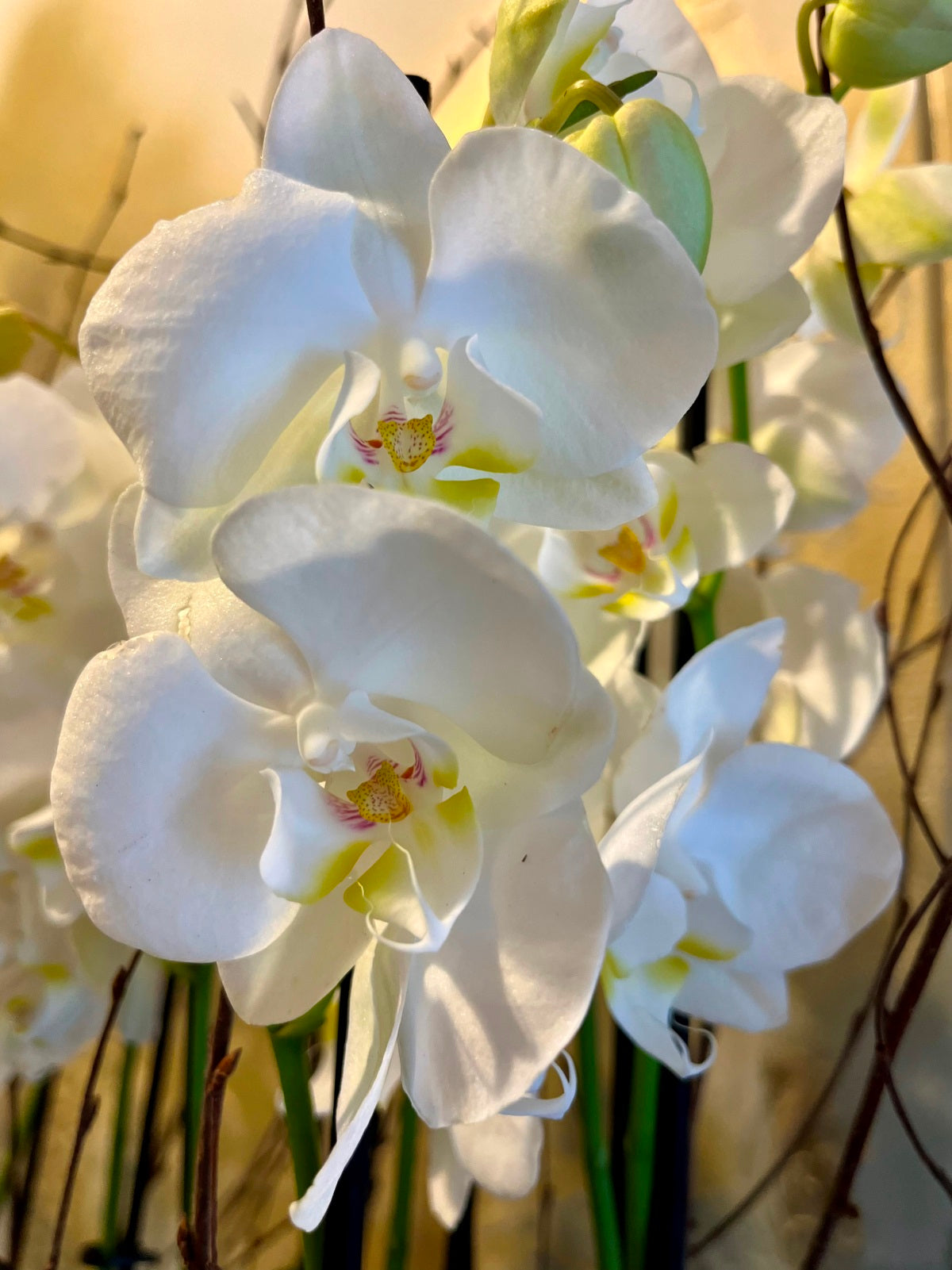 Large Planted White Orchid Display