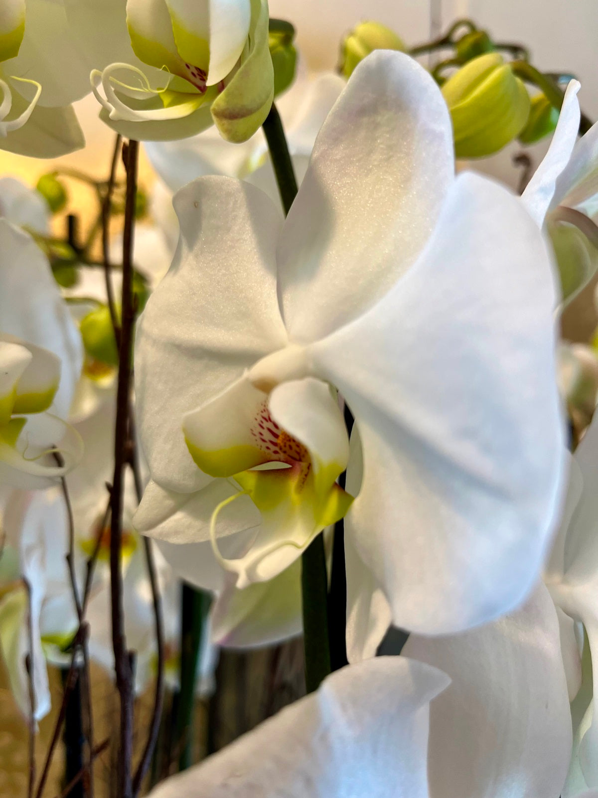 Spectacular Planted White Orchid Display