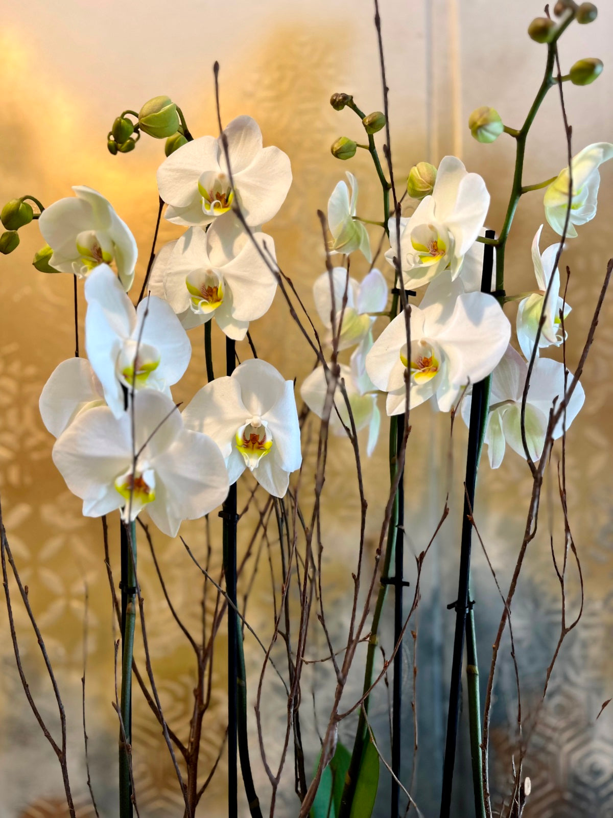 White Orchid Plants in Boat Shaped Container