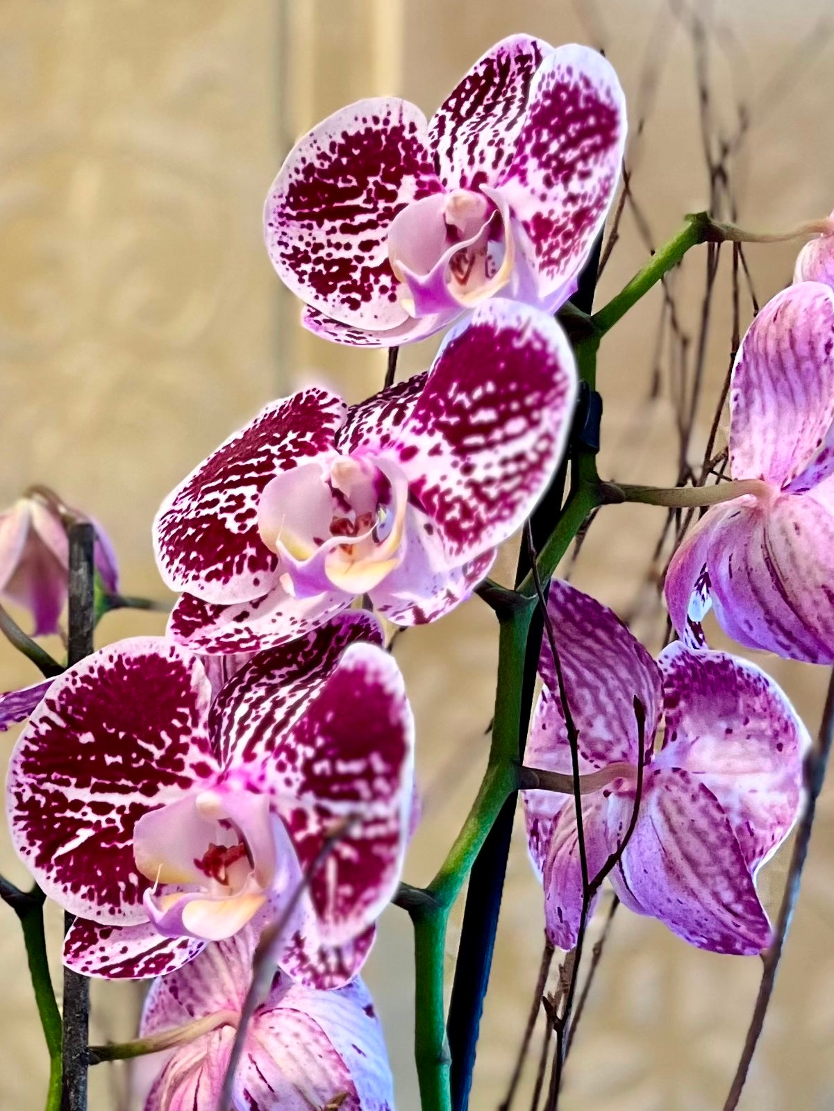 Purple Orchid Plants in Boat Shaped Container