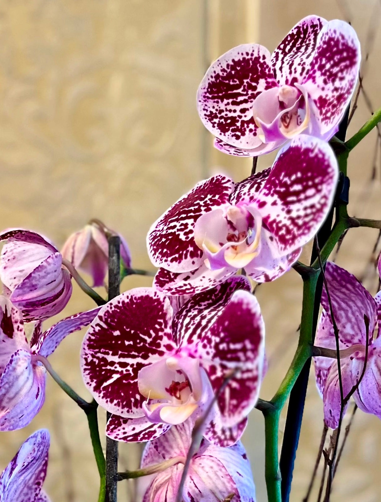 Spectacular Planted Purple Orchid Display