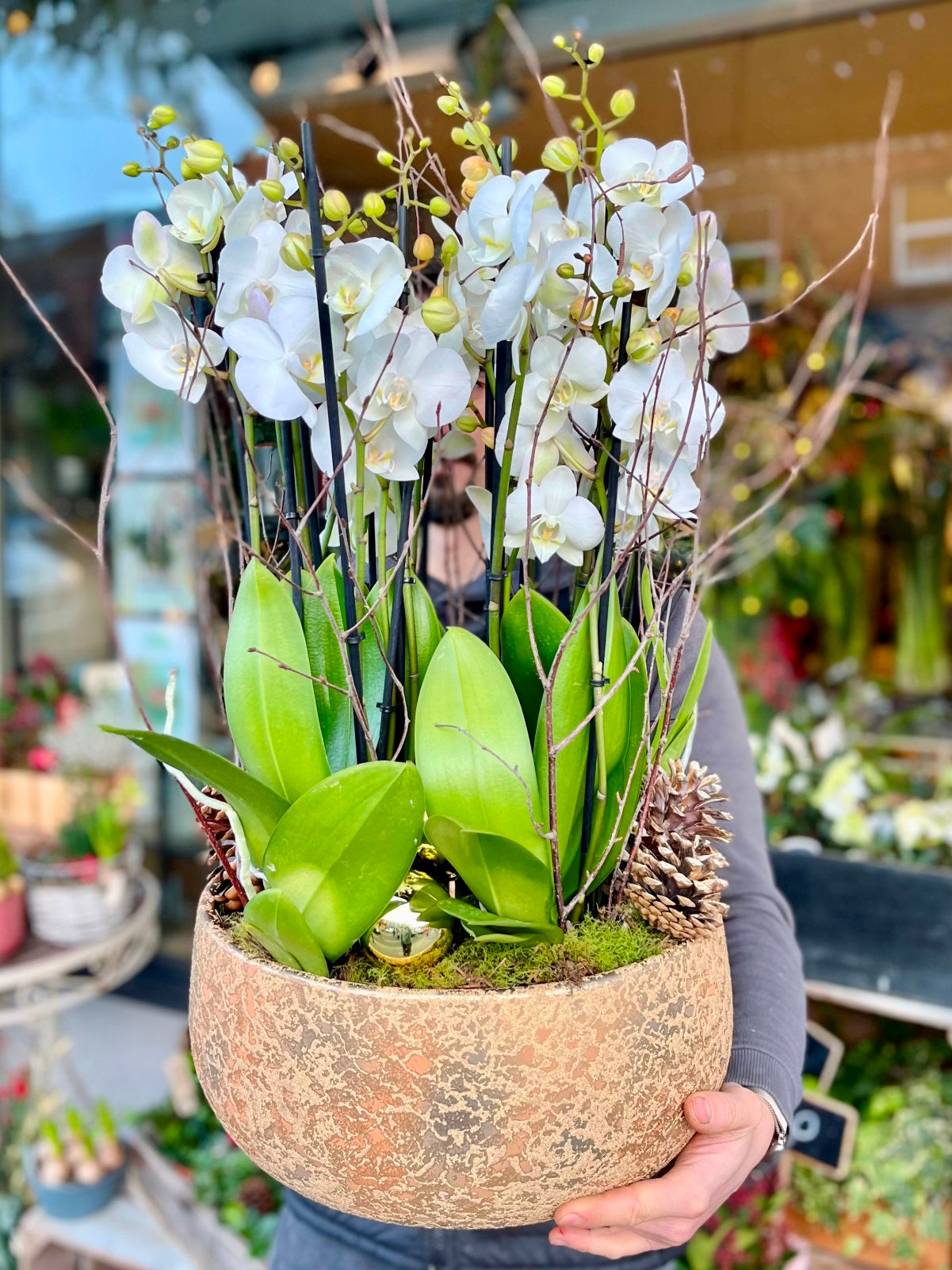 Spectacular White Orchid Christmas Display