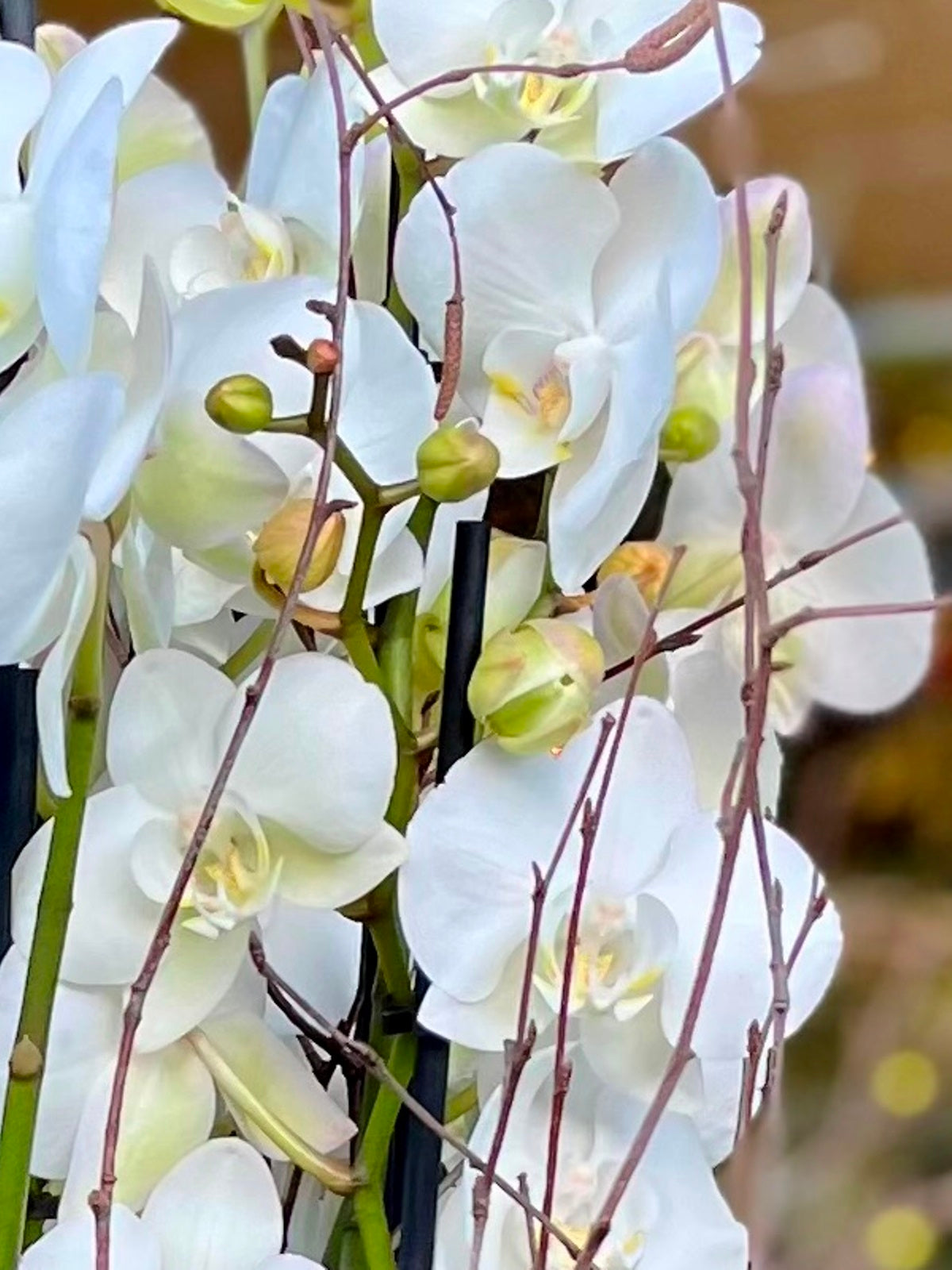 Spectacular White Orchid Christmas Display